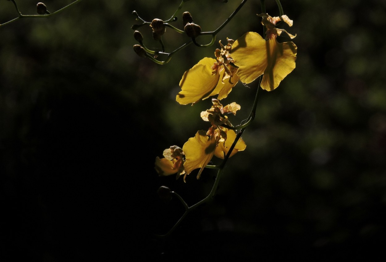 "Orquidea" de Silvia Olliari