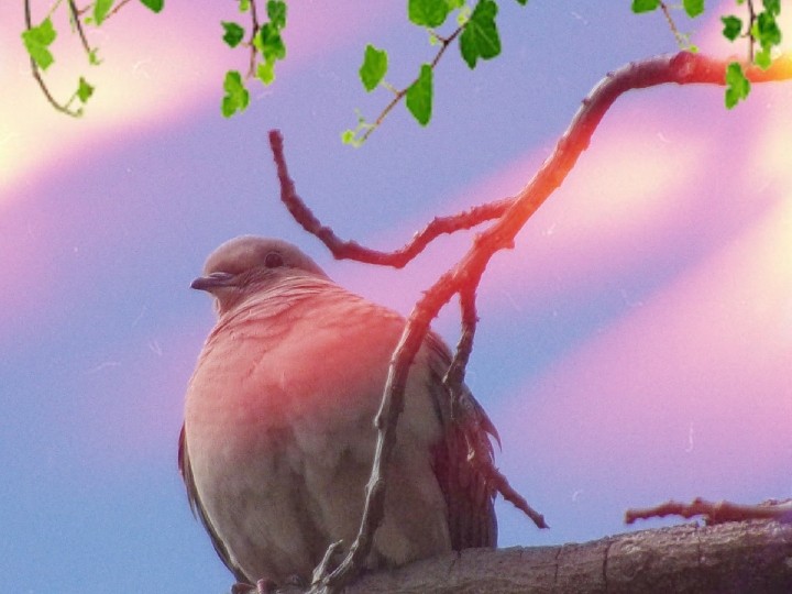 "El canto del pjaro, Amanece" de Ana Maria de Wild