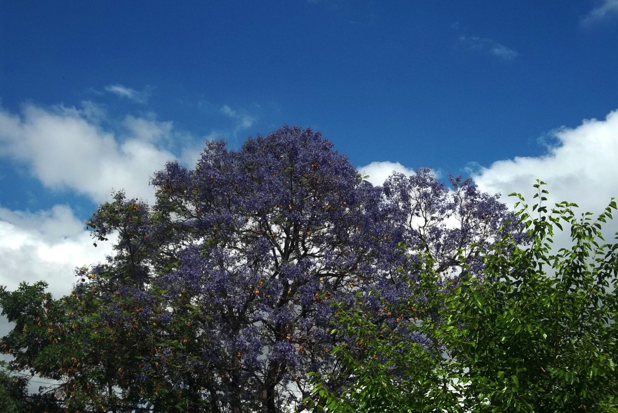 "`Jacarand`" de Iris Elizabeth Scotto