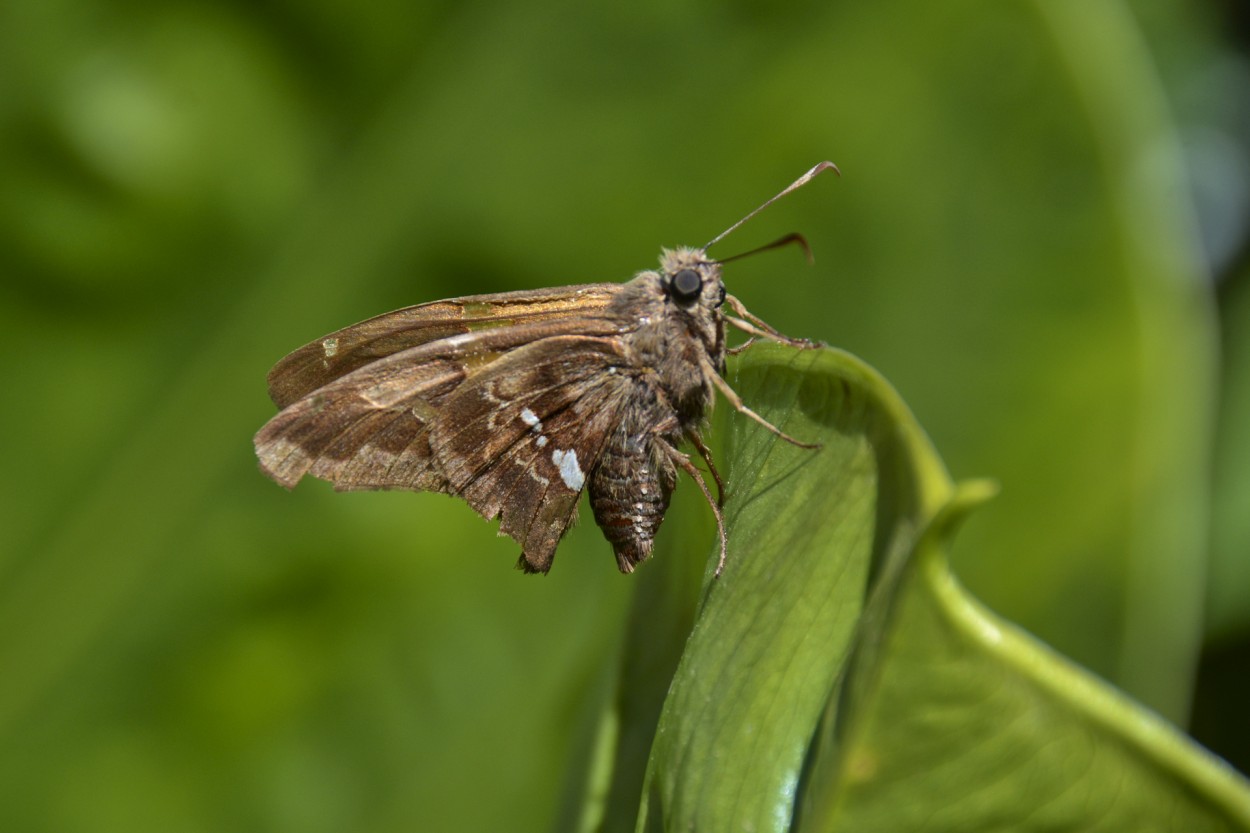 "La mariposa" de Osvaldo Sergio Gagliardi