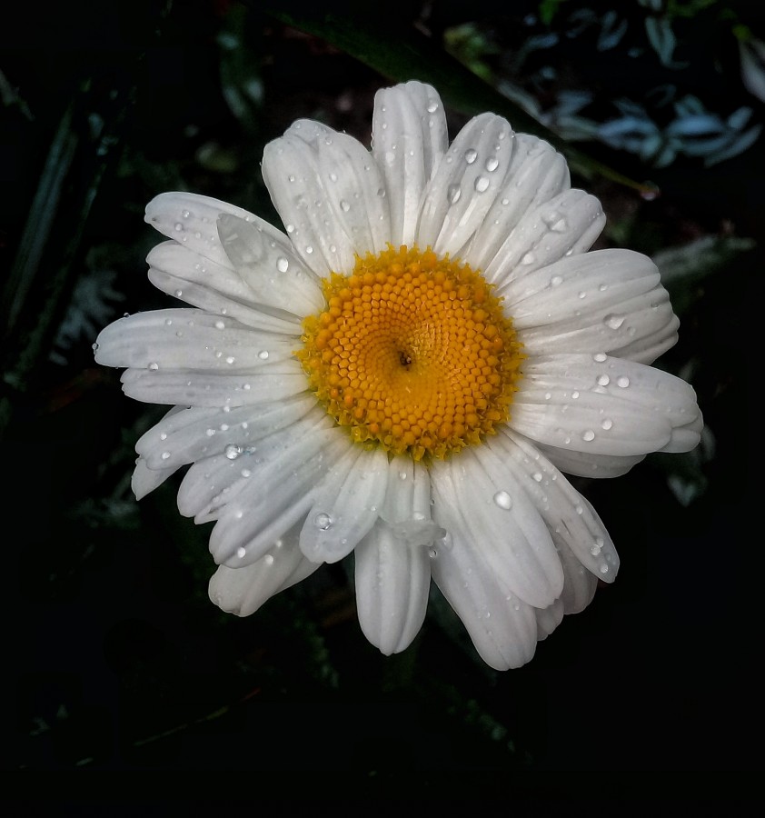 "Verano ll ; lluvia ll y esta vez Margarita" de Roberto Guillermo Hagemann