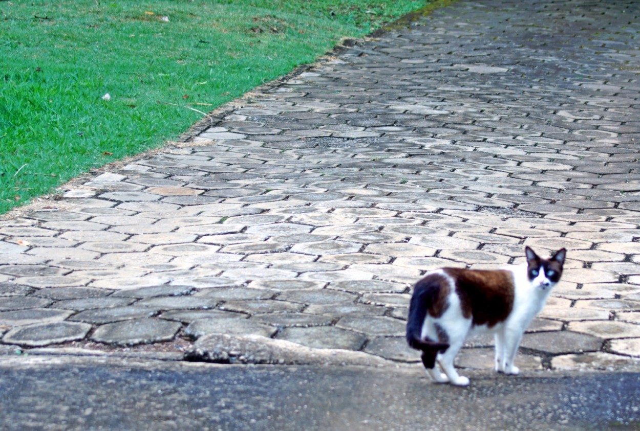 "Minha companheira na caminhada de hoje !" de Decio Badari