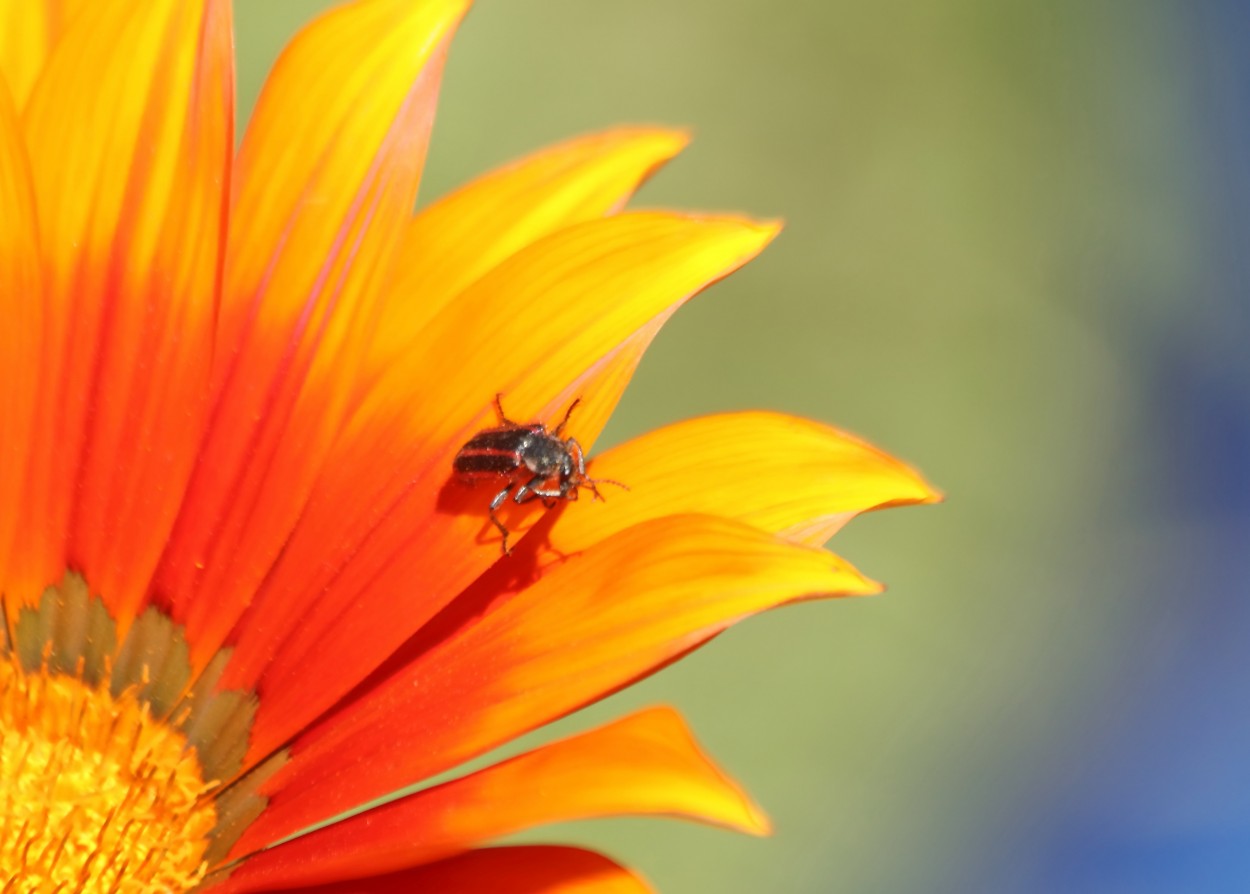 "Gazania con bichito" de Francisco Luis Azpiroz Costa