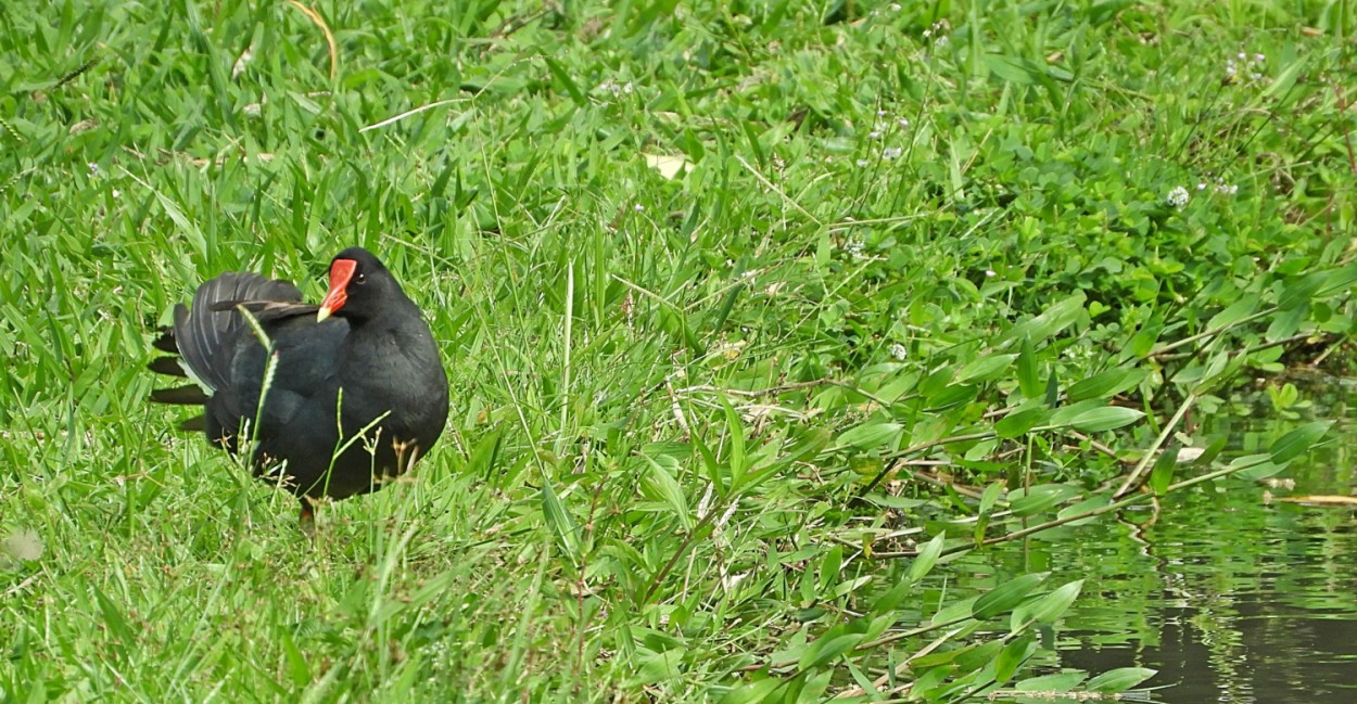 "Frango-dgua-comum (Gallinula galeata)." de Decio Badari