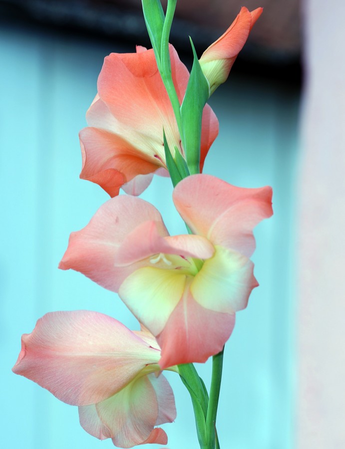 "Gladolo  Gladiolus x hortulanus........." de Decio Badari