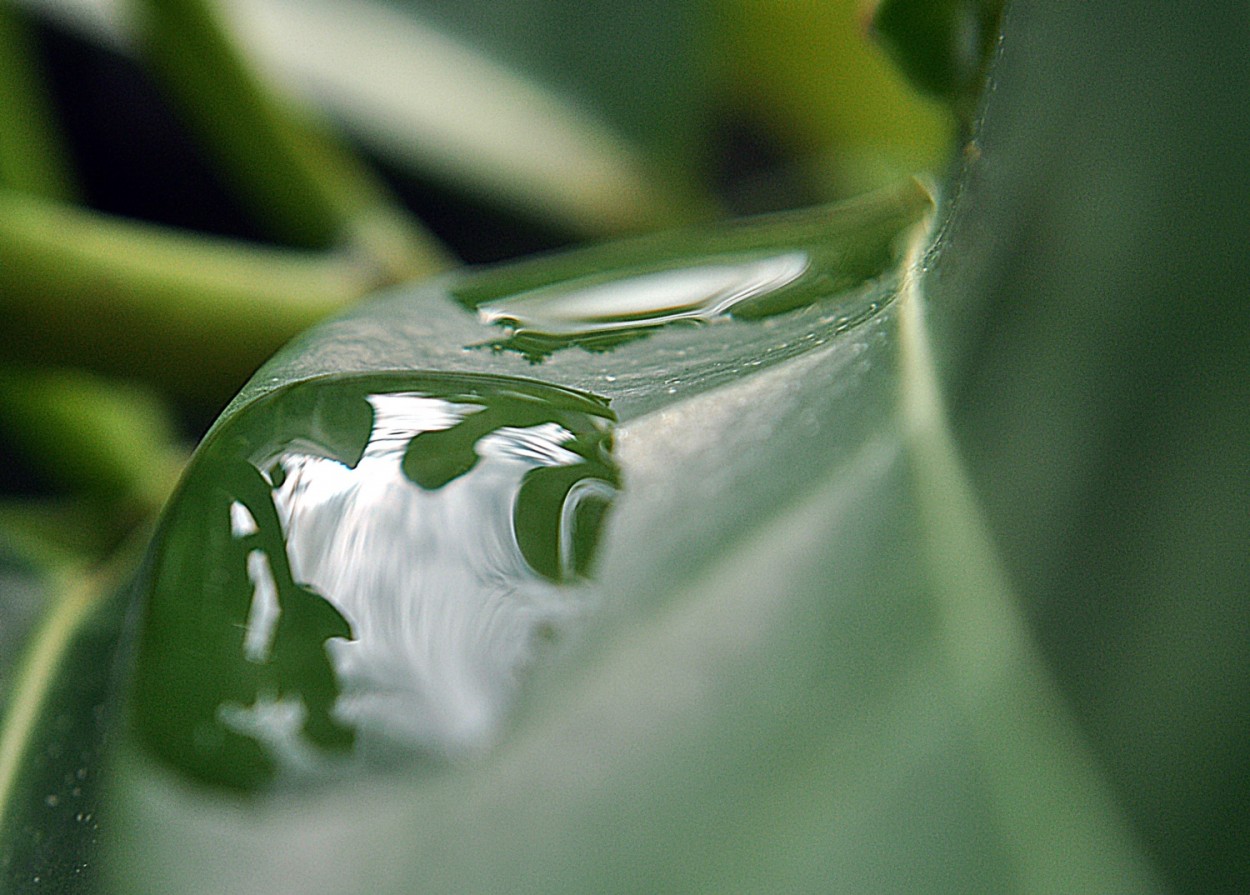 "As surpresas da Natureza !" de Decio Badari