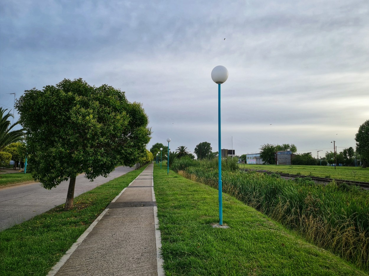 "El rbol y la farola" de Fernando Valdez Vazquez