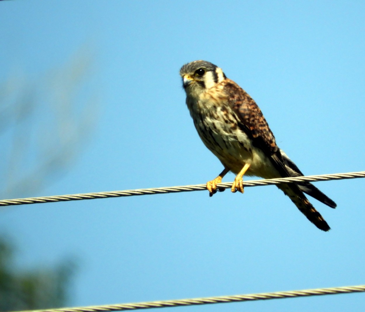 "Hoje foi o dia das aves, Quiriquiri, fmea........" de Decio Badari