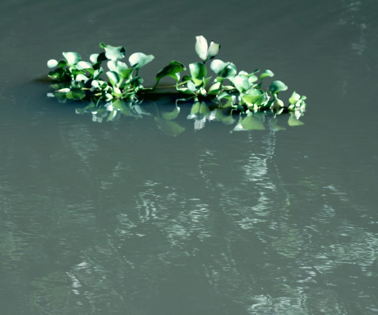 "Verdes reflexos ou reflexos verdes !" de Decio Badari
