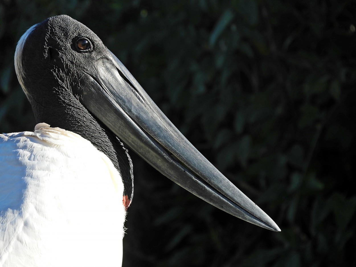 "Um close no Jaburu (Jabiru mycteria)..........." de Decio Badari