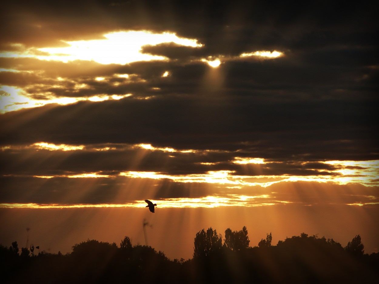 "Vuelo al amanecer" de Fernando Valdez Vazquez