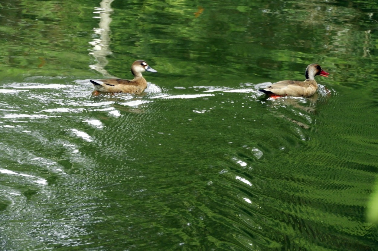 "Um amanhecer no lago, cores e refexos." de Decio Badari