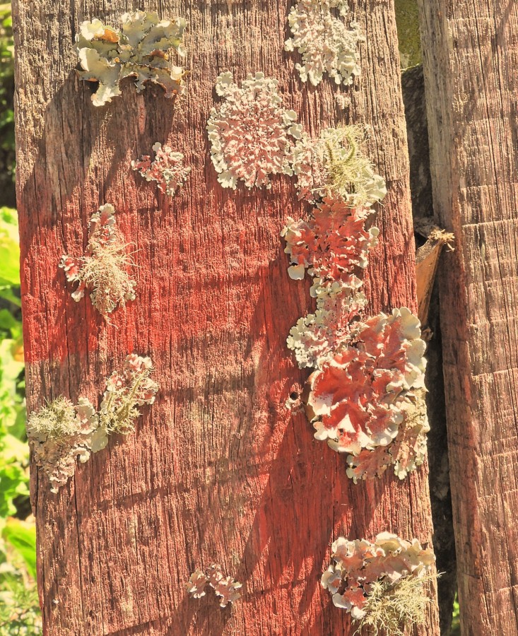 "Liquens, suas cores e texturas........" de Decio Badari