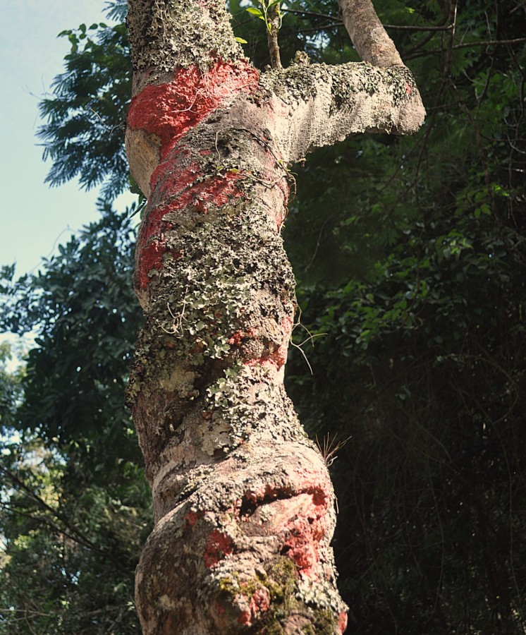 "A natureza e seus caprichos, texturas e cores." de Decio Badari