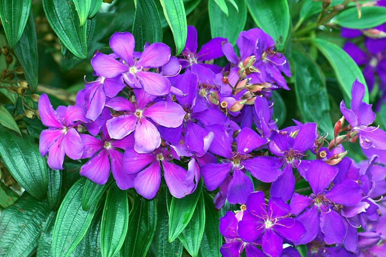 "Na fria manh:Quaresmeira  Tibouchina granulosa" de Decio Badari