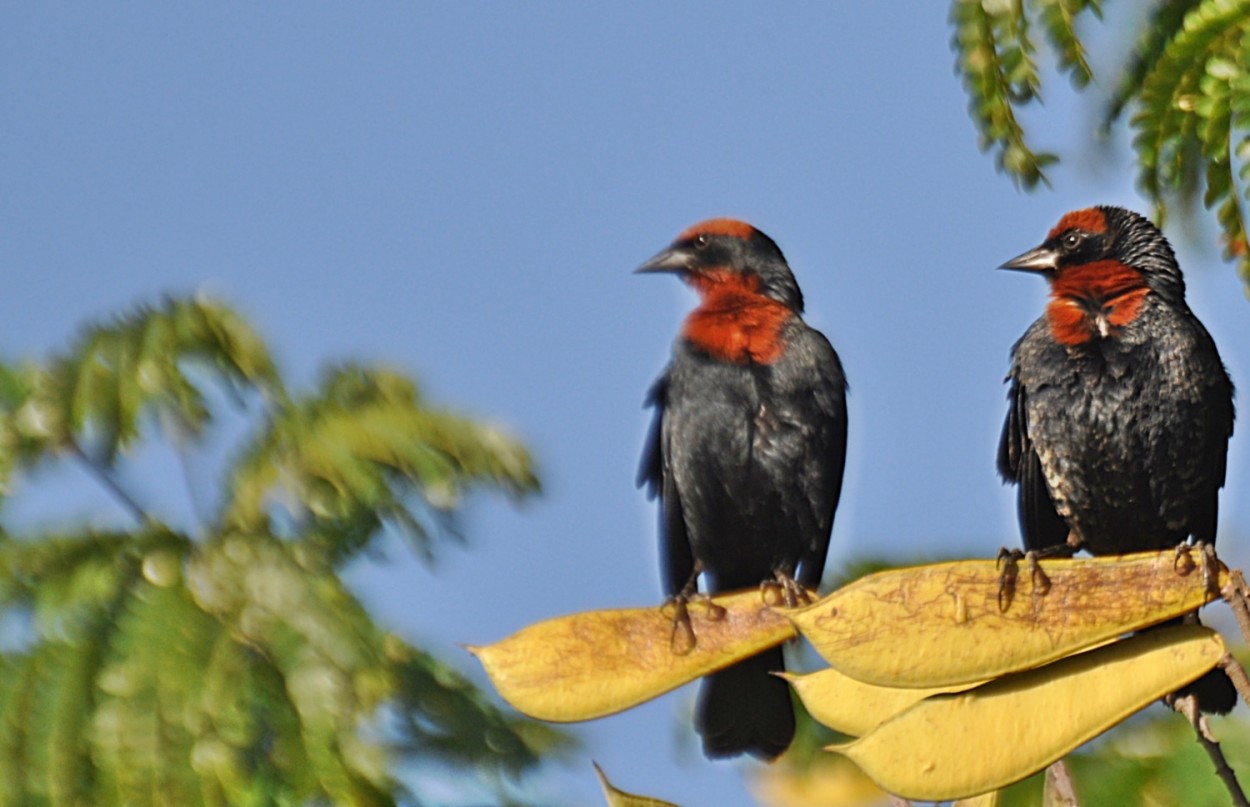 "O Garibaldi (Chrysomus ruficapillus) X 2" de Decio Badari