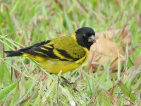 Pintassilgo-de-cabea-preta (Spinus magellanicus)