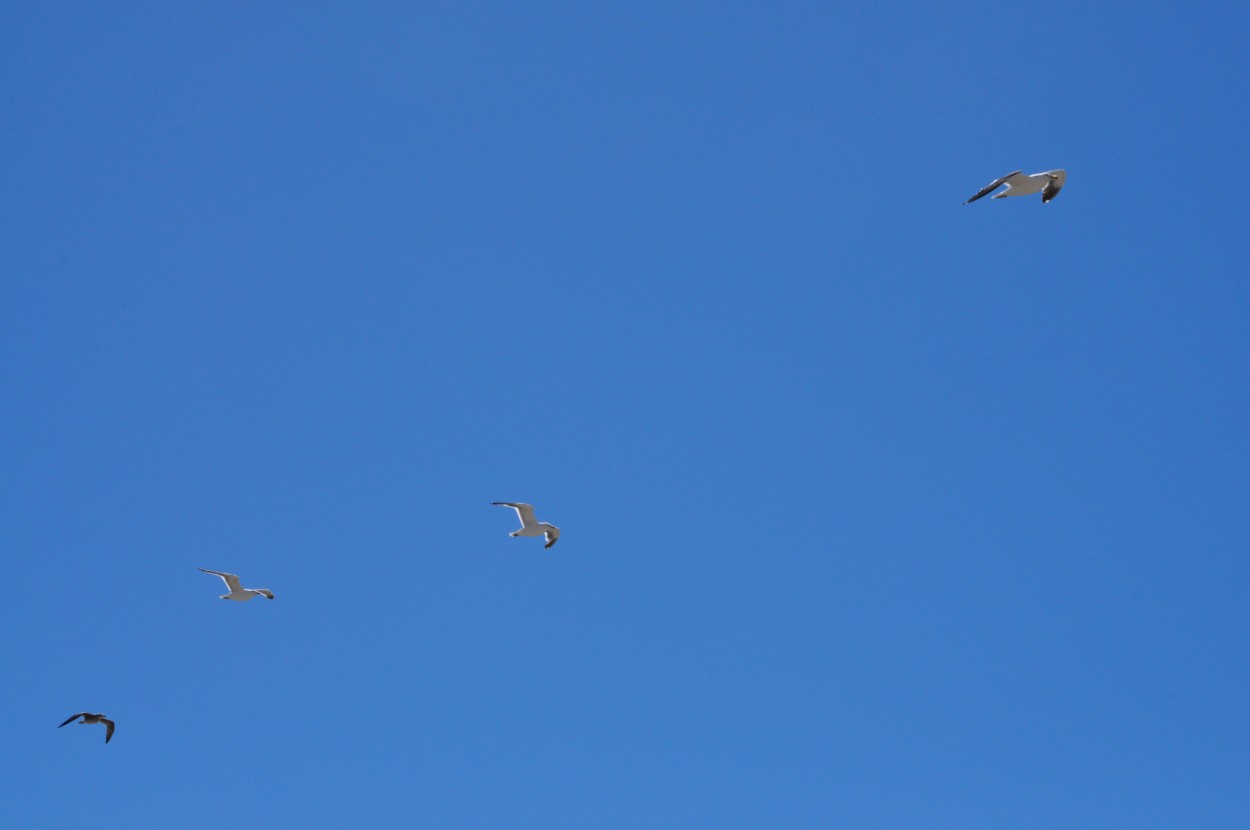 "Volando al 2022..." de Maria Isabel Hempe