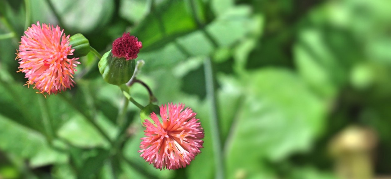 "A busca de motivos em nosso jardim !" de Decio Badari