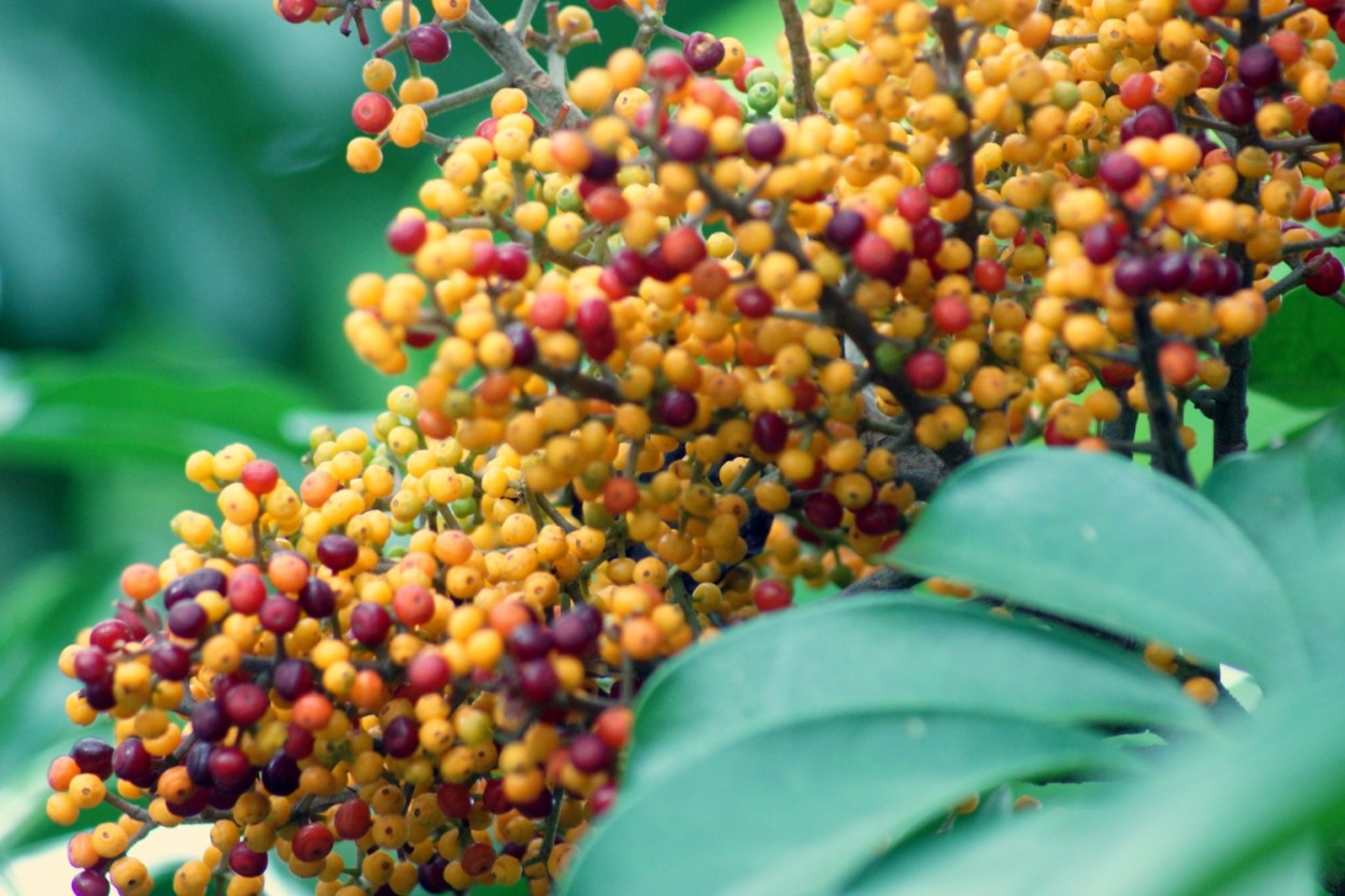 "A natureza sempre veste as cores do esprito." de Decio Badari