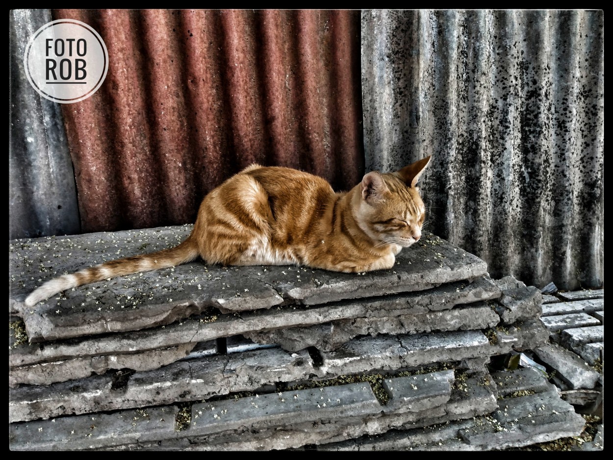 "heee gato" de Ruben Blazquez