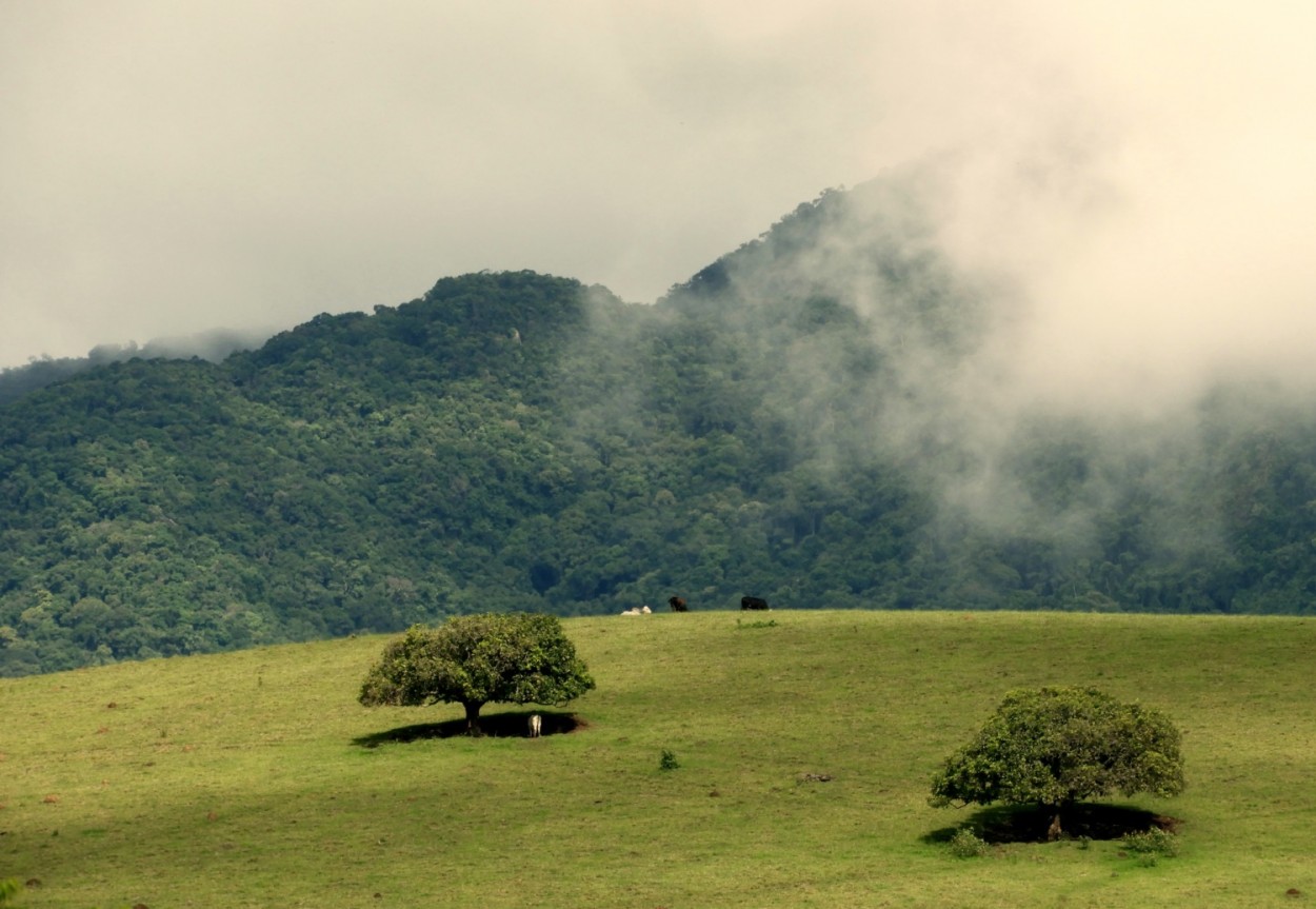 "Previso do clima, mais chuvas abenoadas !" de Decio Badari