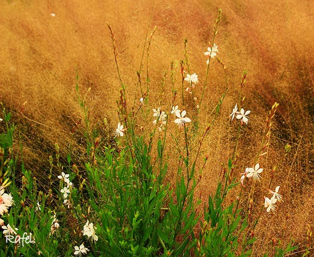 "Flores de una primavera." de Rafael Serrano Arguedas