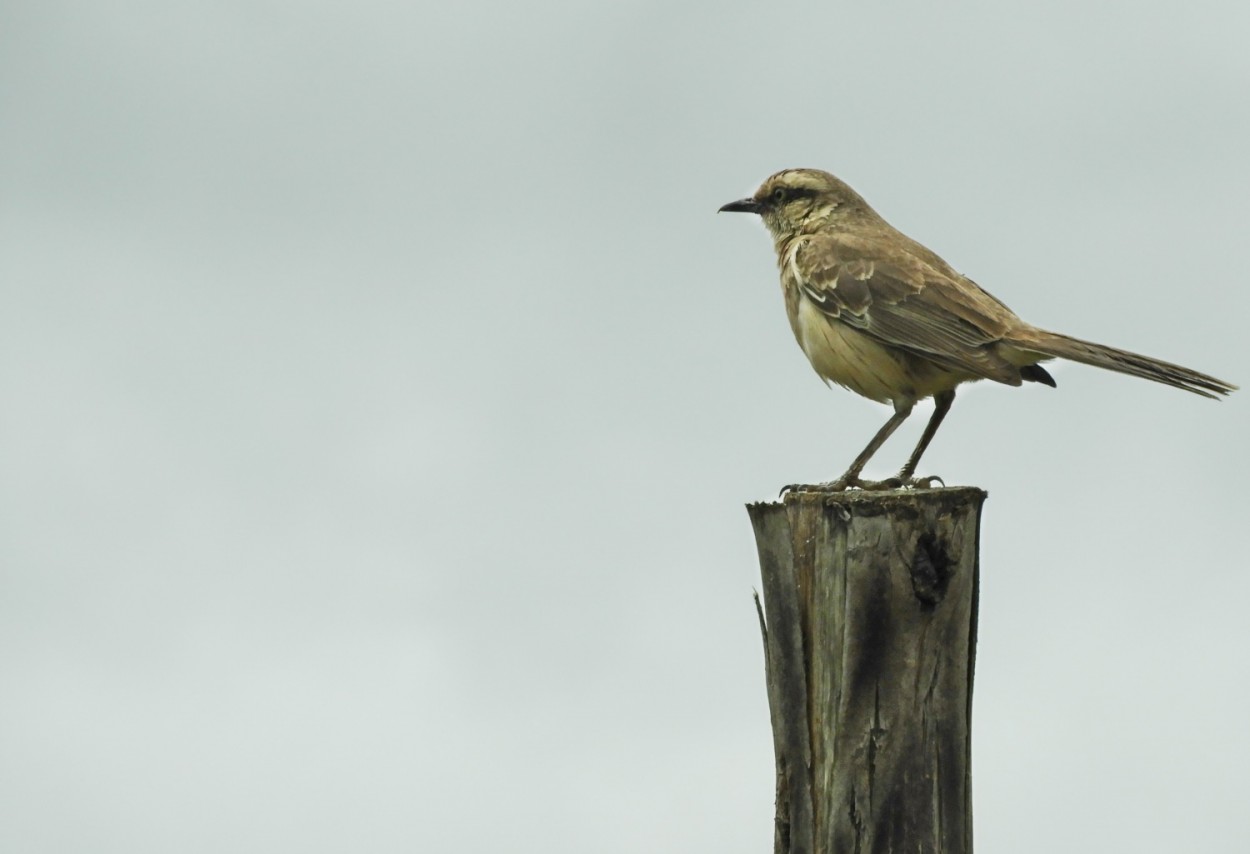 "O sabi-do-campo (Mimus saturninus),a visita!" de Decio Badari