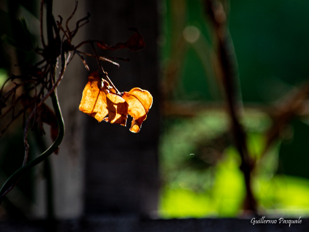 "Buscando la luz" de Guillermo Daniel Pasquale