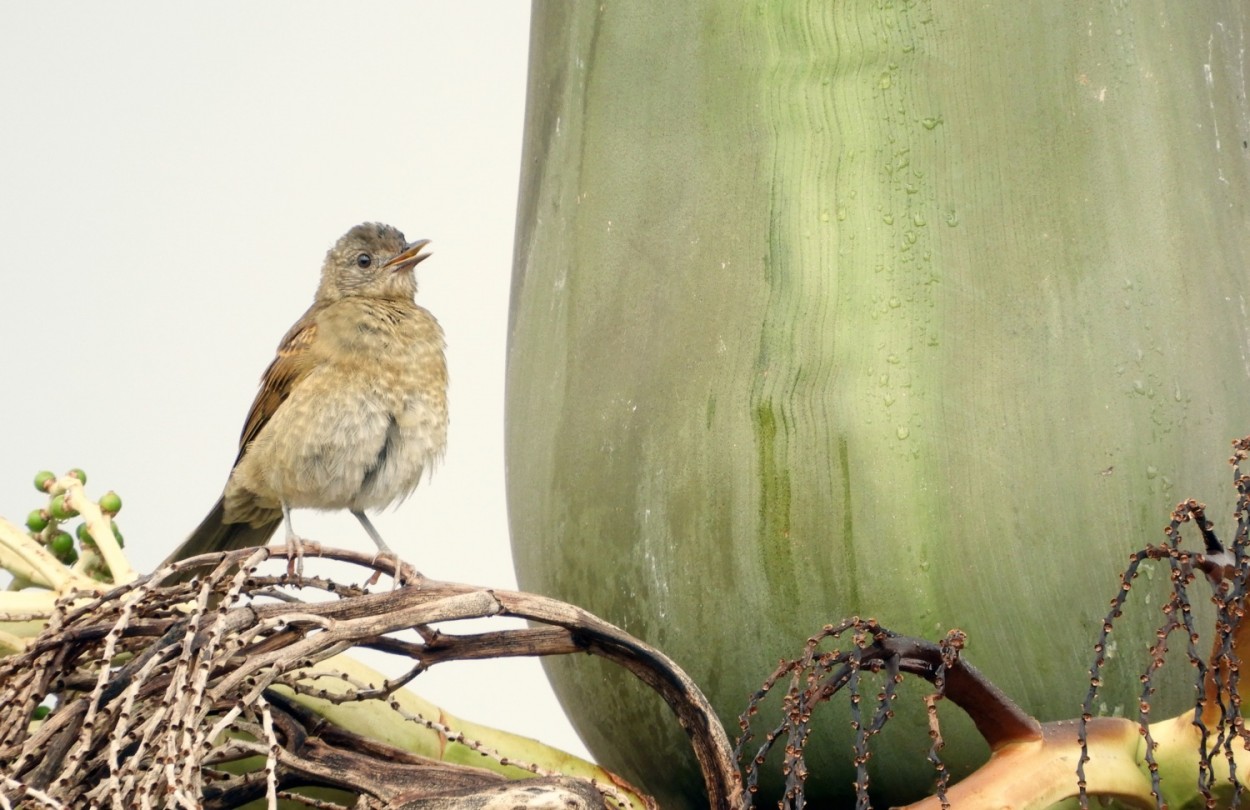 "Mesmo com as chuvas, as aves nos alegram !" de Decio Badari