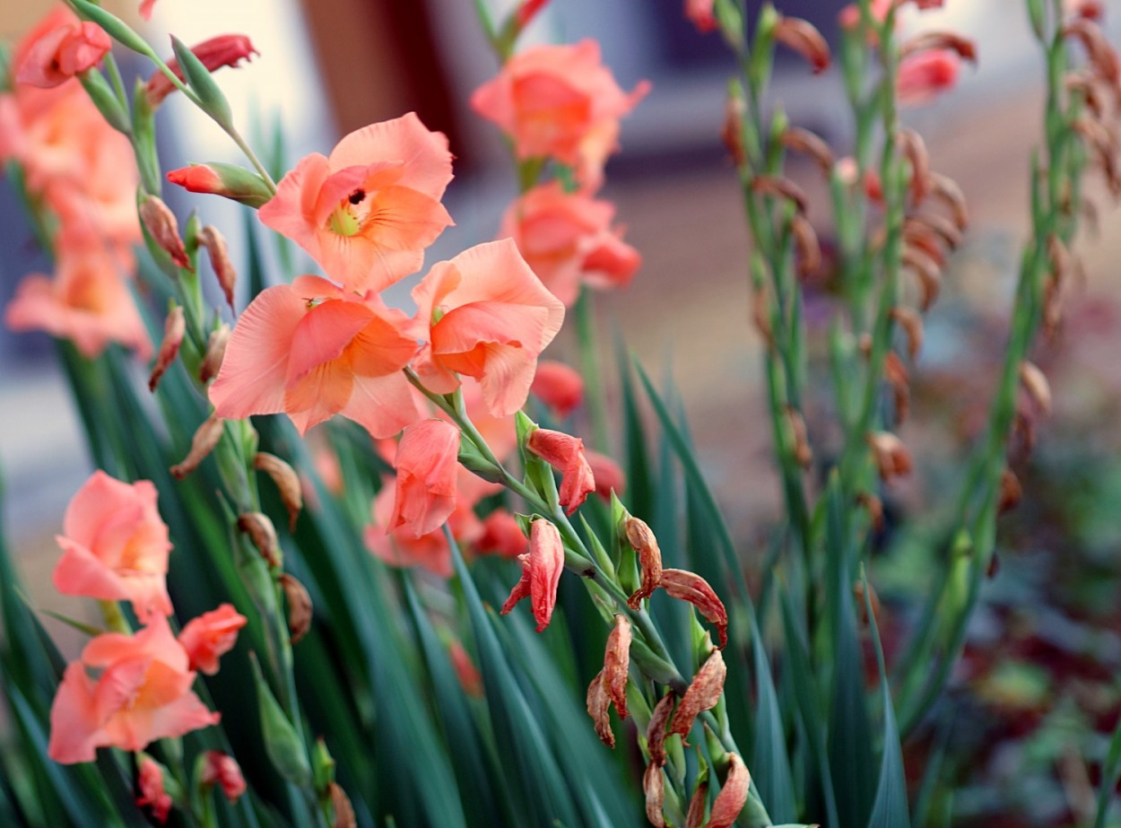 "De dentro do carro: Gladolo  Gladiolus......." de Decio Badari