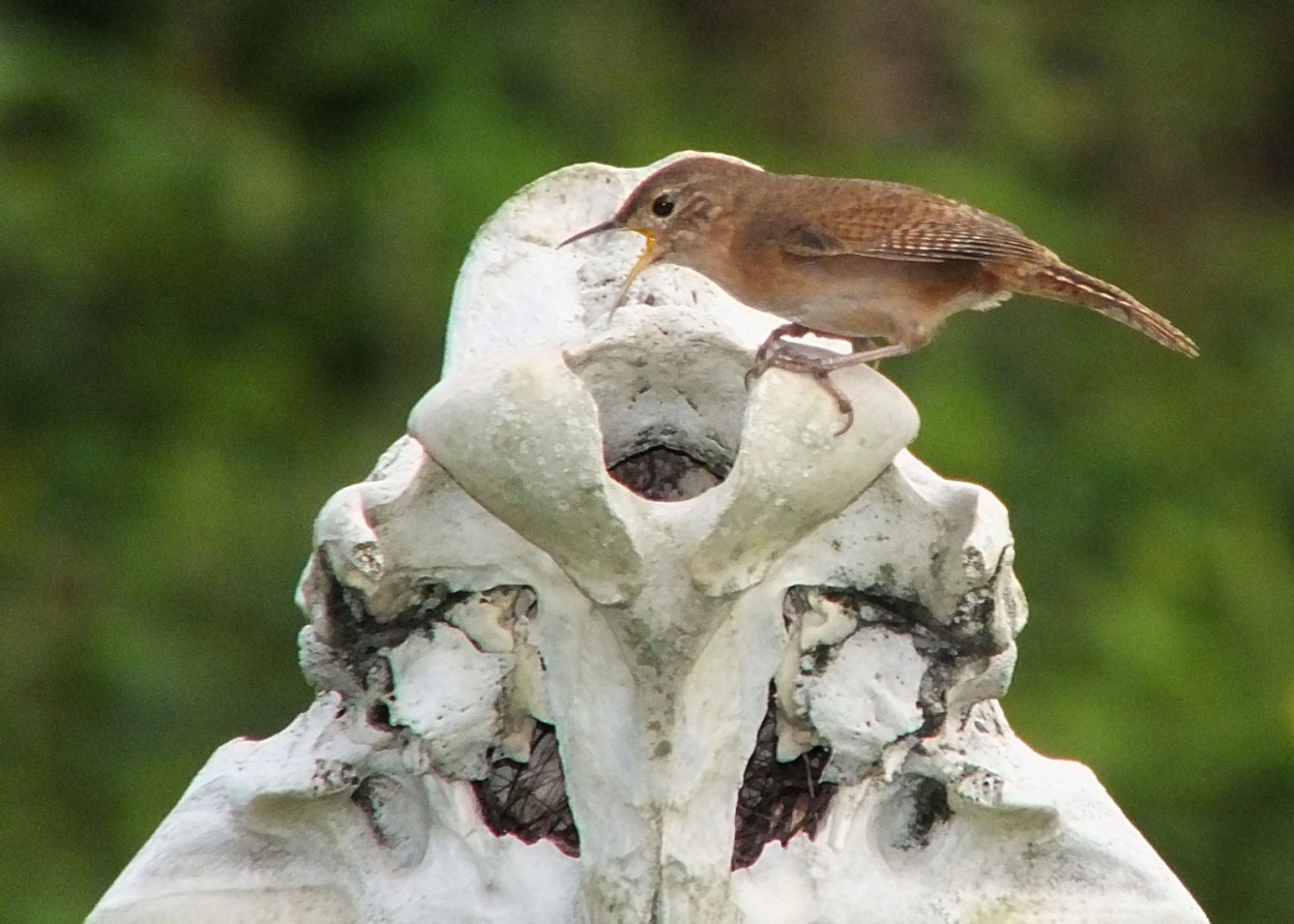 "A corrura (Troglodytes aedon) chegando ao lar !" de Decio Badari