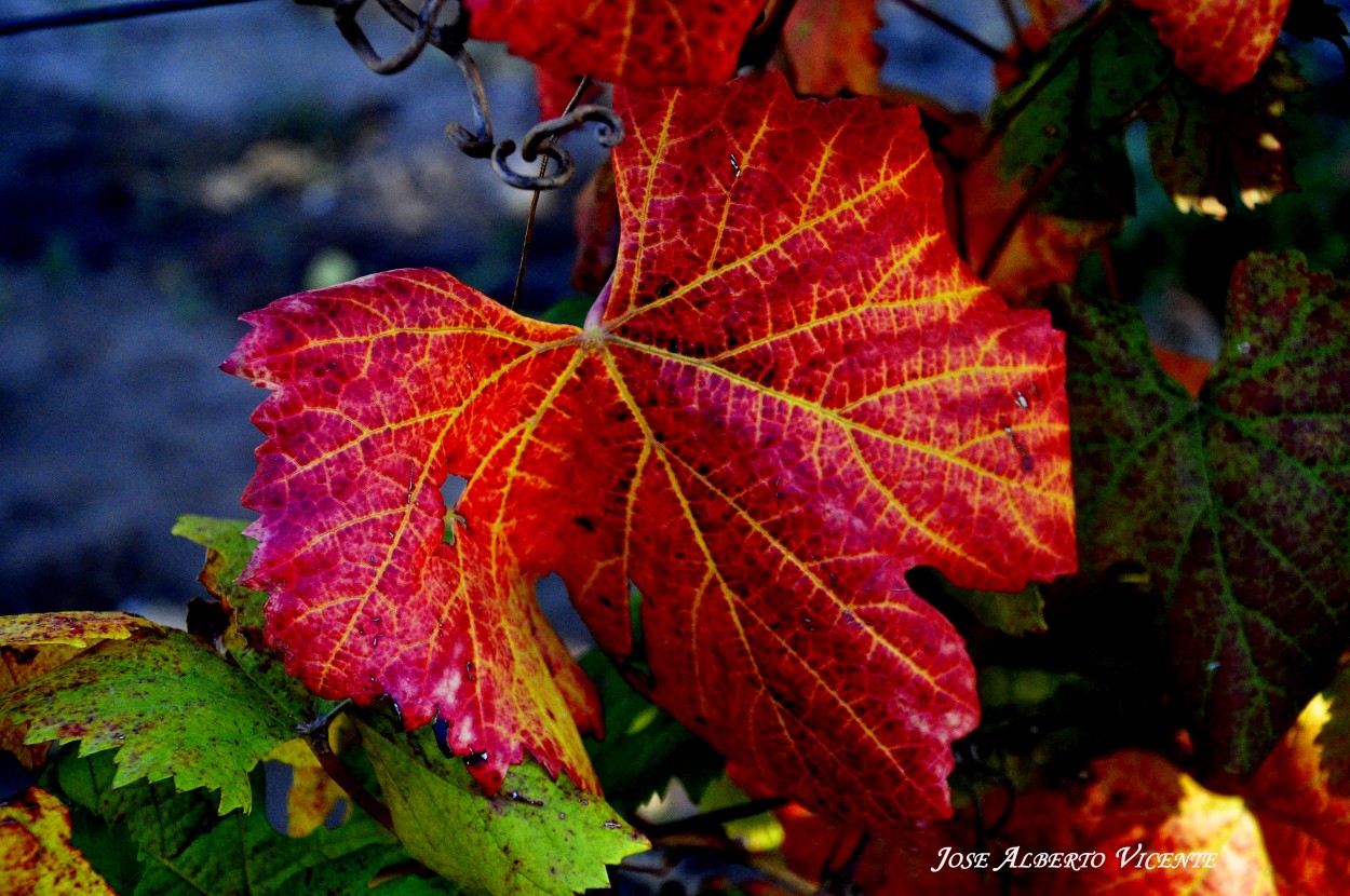 "naturaleza y sus colores" de Jose Alberto Vicente