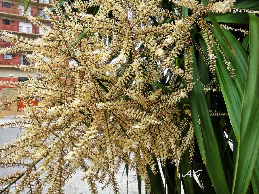 "Dracena drago" de Ana Giorno