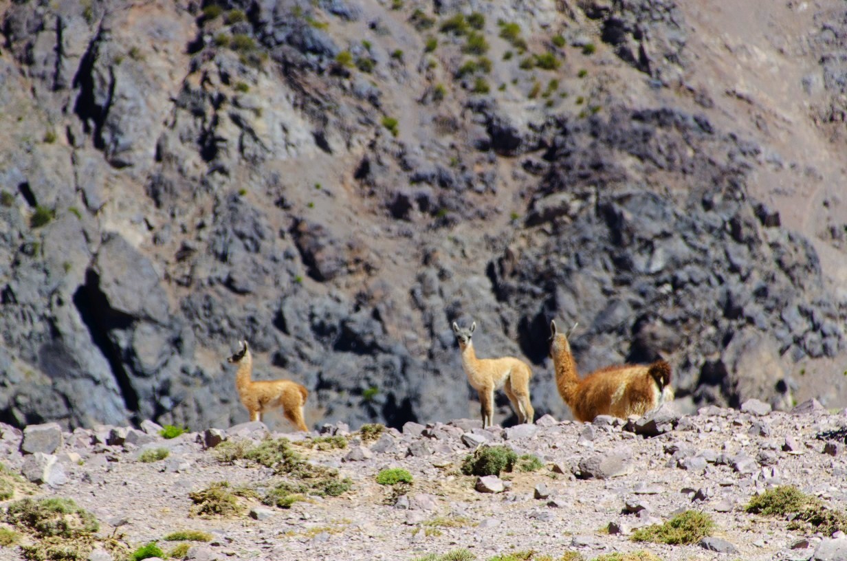 "Guanacos" de Jose A. Vivas