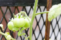 Tomates de la huerta