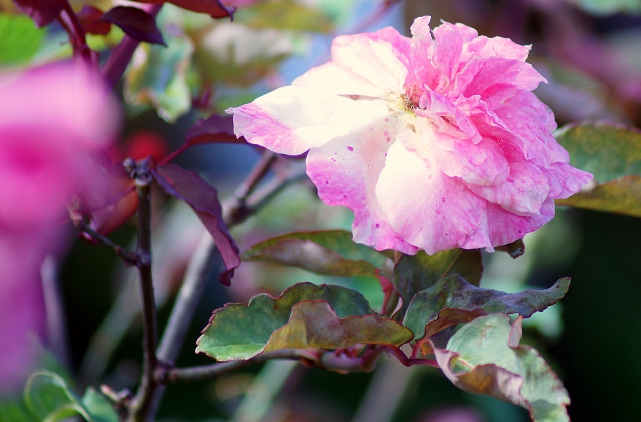 "Na fazenda abandonada,a `antiga ` rosa !" de Decio Badari