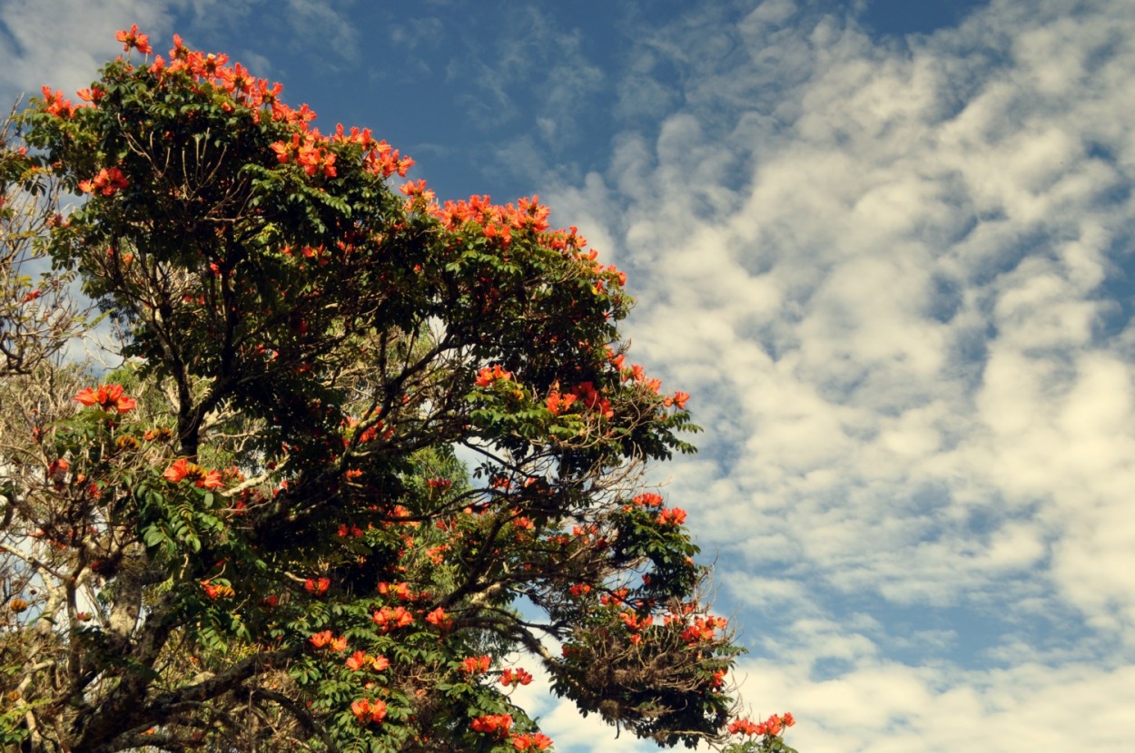 "E a natureza, continua com suas maravilhas!" de Decio Badari