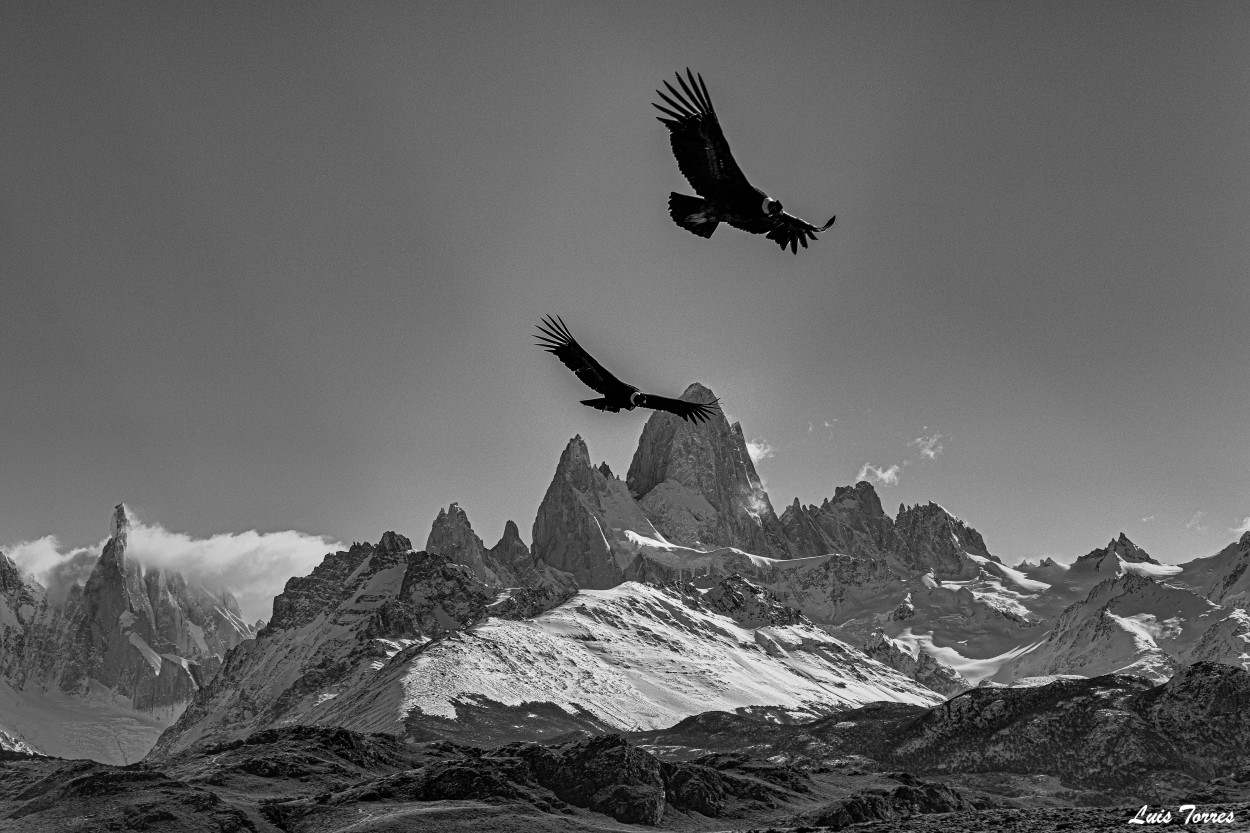 "Cuidando en Cerro" de Luis Torres Sal