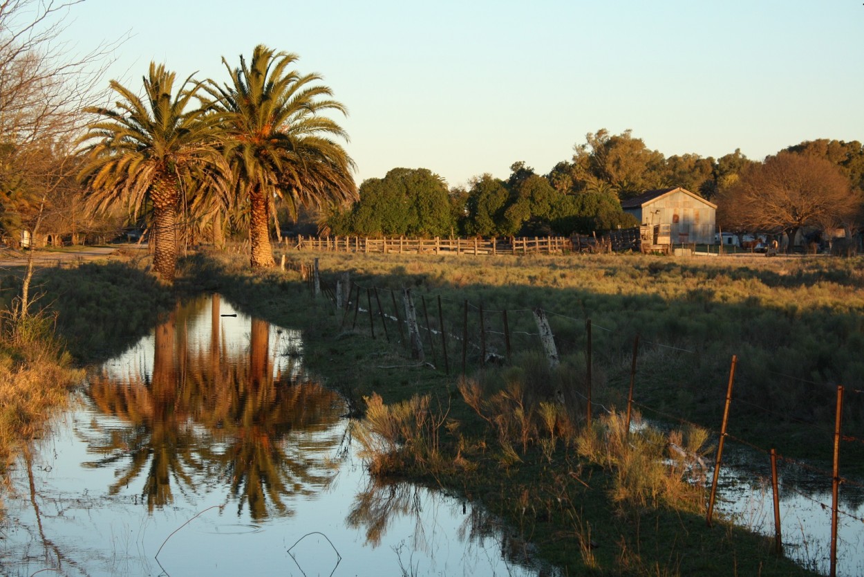 "palmeras en la pampa" de Delia Raquel Sakauskas