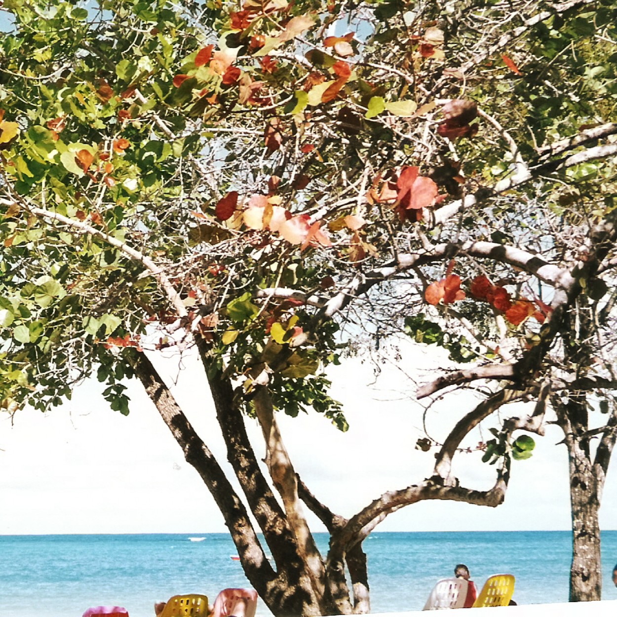 "playa esmeralda cuba" de Beatriz Di Marzio