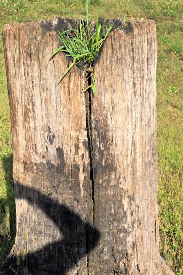 "Selfie ?, no a fora da Natureza !" de Decio Badari