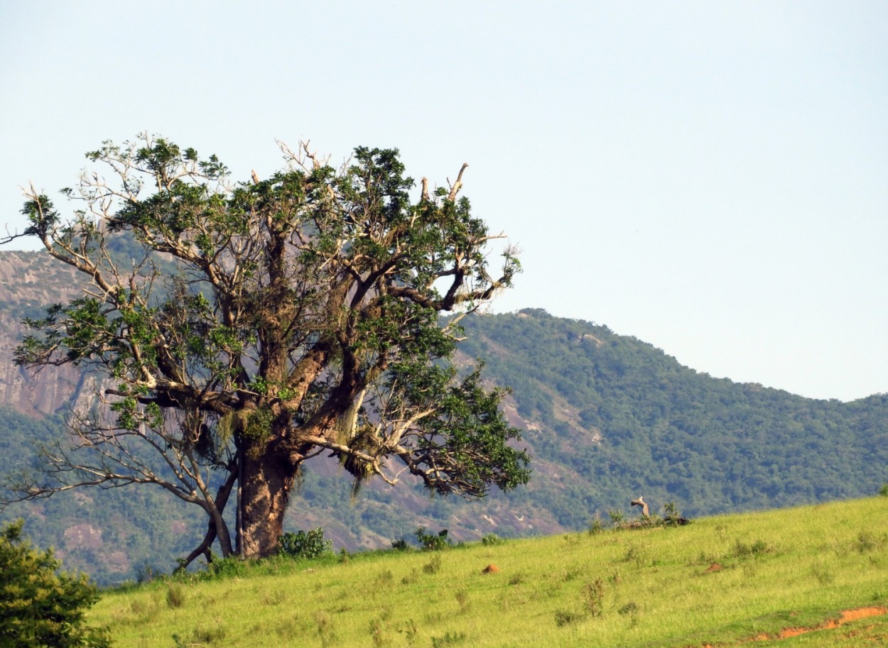 "E a natureza, continua com suas maravilhas!" de Decio Badari