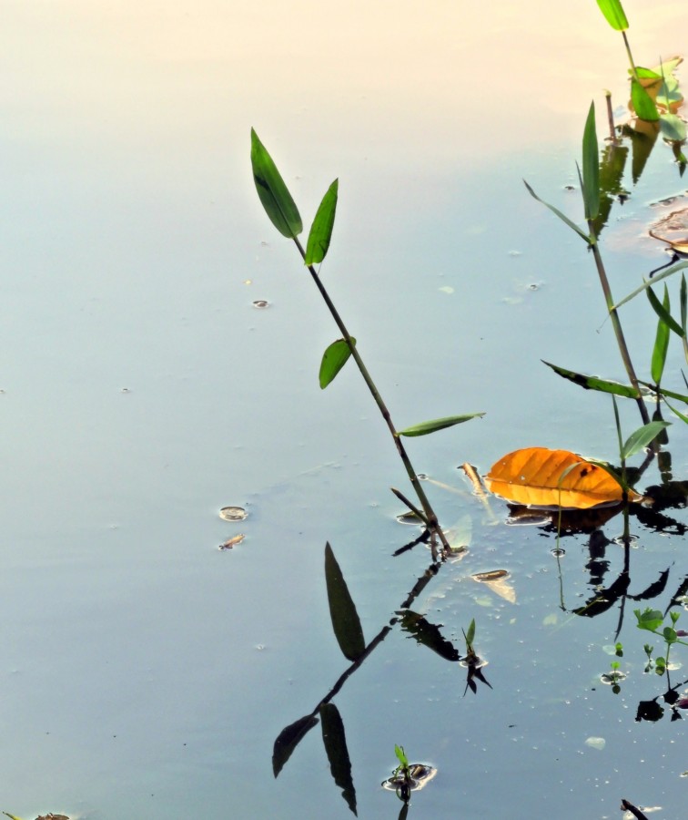 "Pausa para o amanhecer no lago e suas formas." de Decio Badari