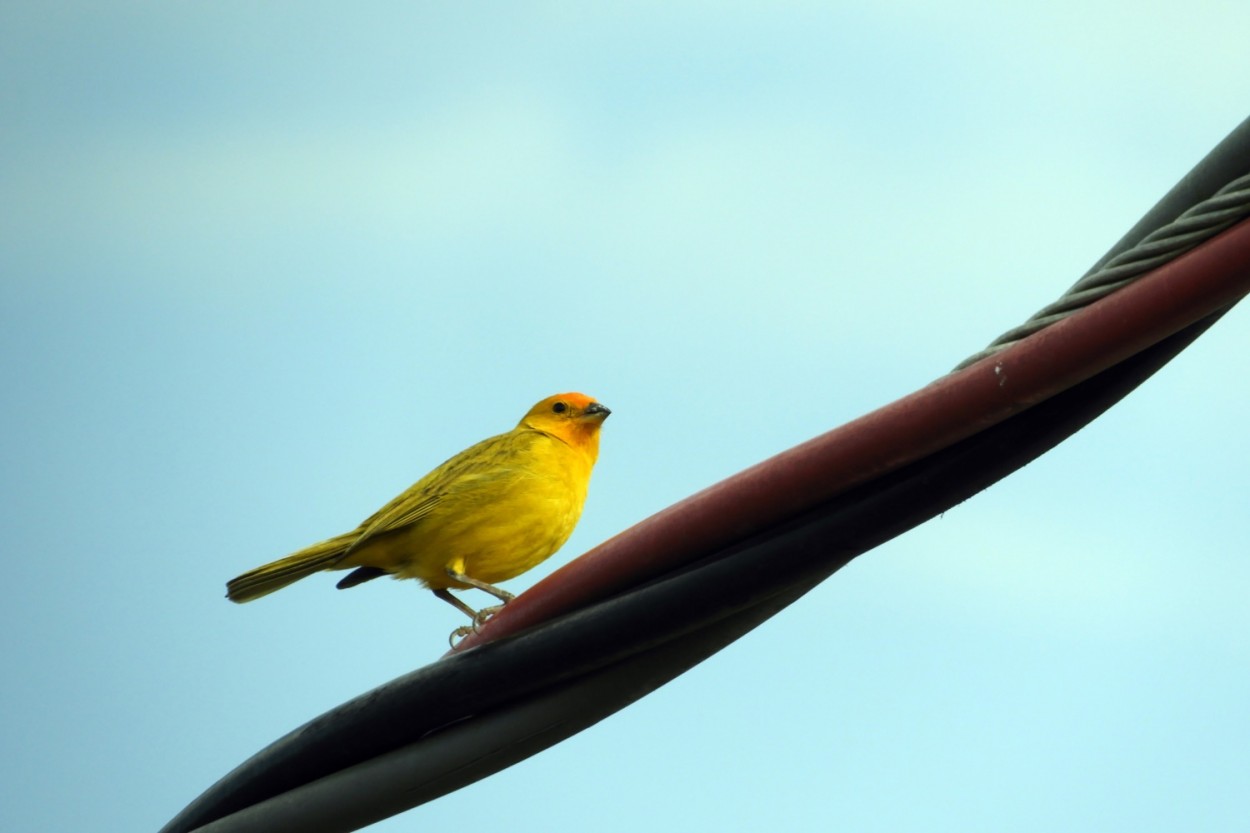 "O Canrio-da-terra-verdadeiro (Sicalis flaveola).." de Decio Badari