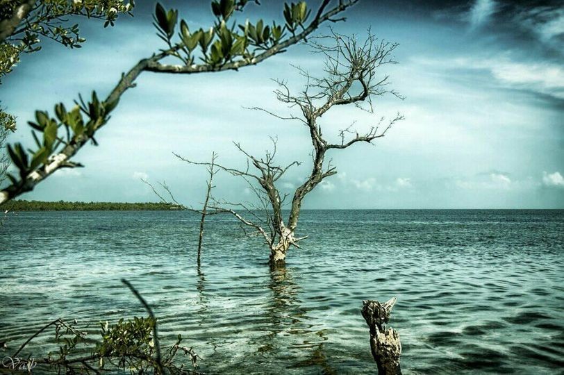 "arbol seco" de Victor Alejandro Sanchez Bermudez