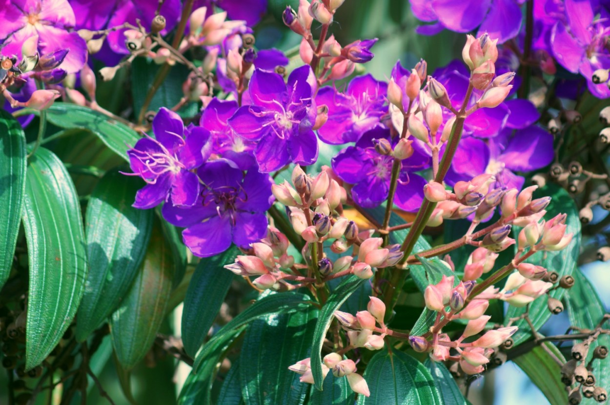 "Entre flores e botes, o primeiro olhar de ontem." de Decio Badari