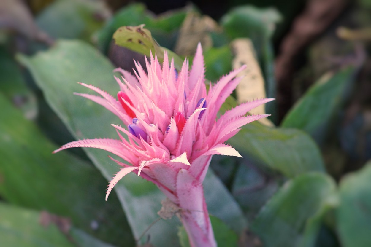 "A Flor da Bromlia, um toque de cor nesta manh !" de Decio Badari