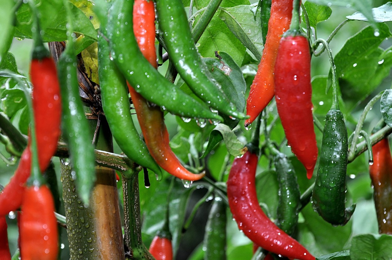 "A vida com pimenta  mais.......ardida !" de Decio Badari