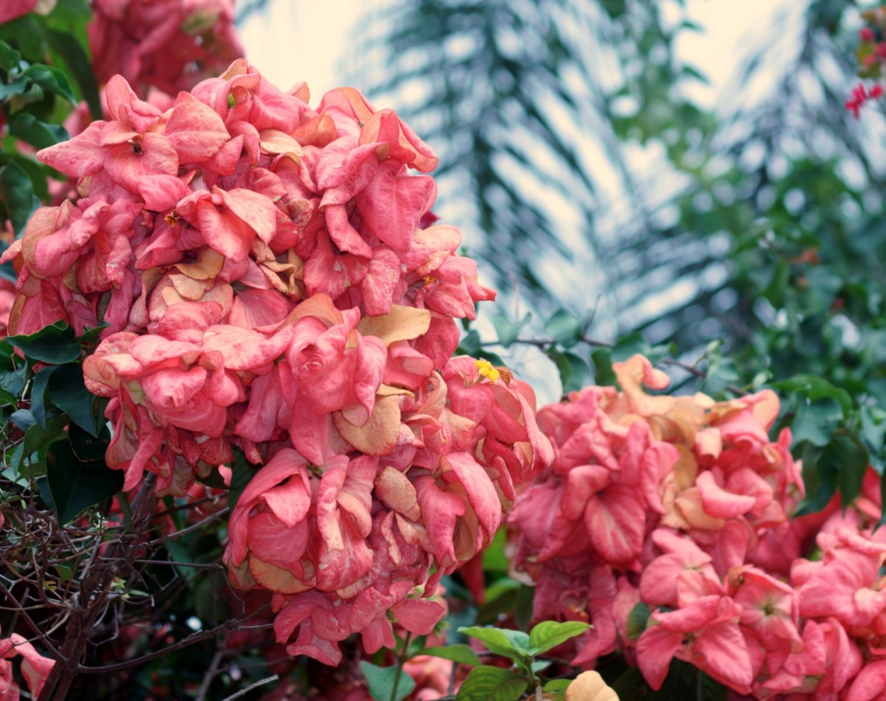 "Mussaenda-rosa  Mussaenda alicia........" de Decio Badari